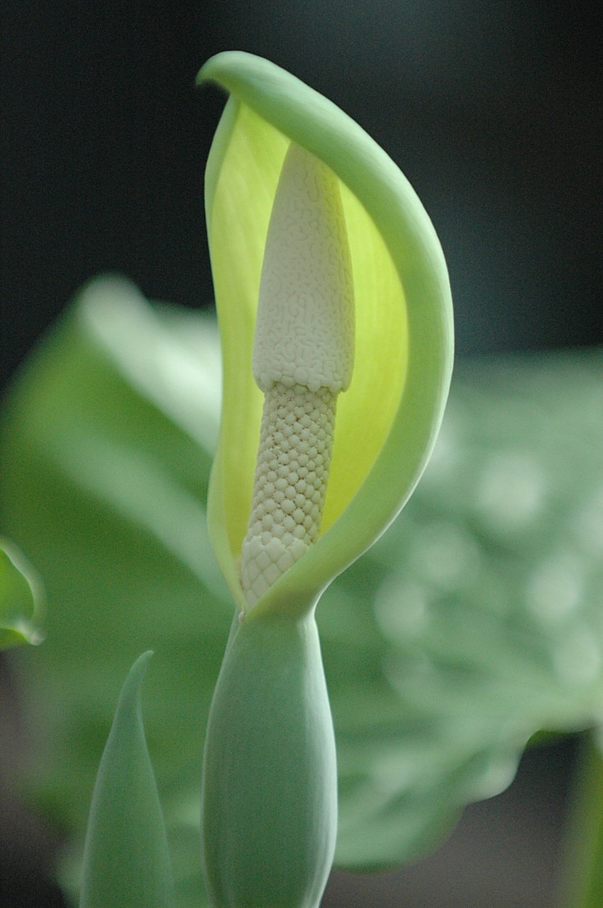 滴水观音的别称叫做天荷,海芋和滴水芋.