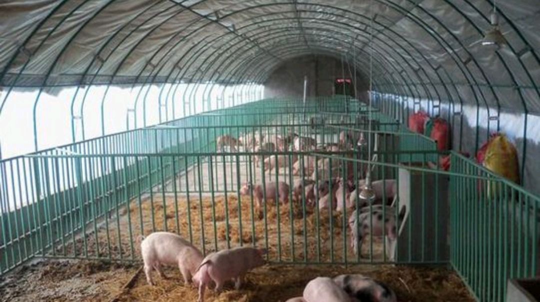塑料大棚养猪应对方法