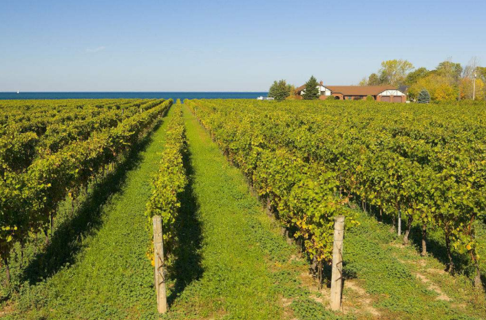 葡萄种植:葡萄园的规划,营造防护林可以防风沙,改善园内小气候