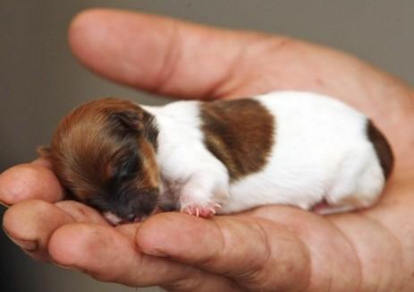世界上最小的狗,小到让你找不到