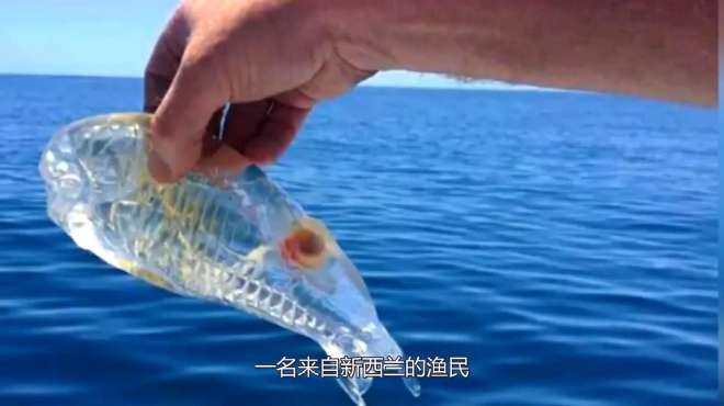 [图]4种你从没见过的海洋生物，每一个都长相奇特，看完涨见识