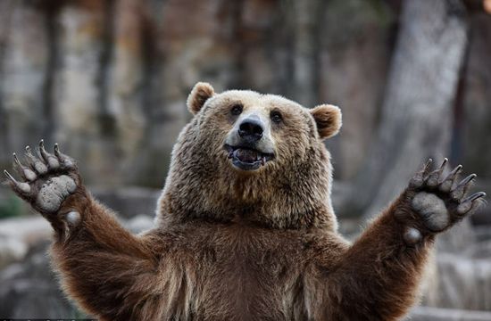 俄罗斯棕熊很委屈:过得不如大熊猫就算了,为什么还要被人揍?