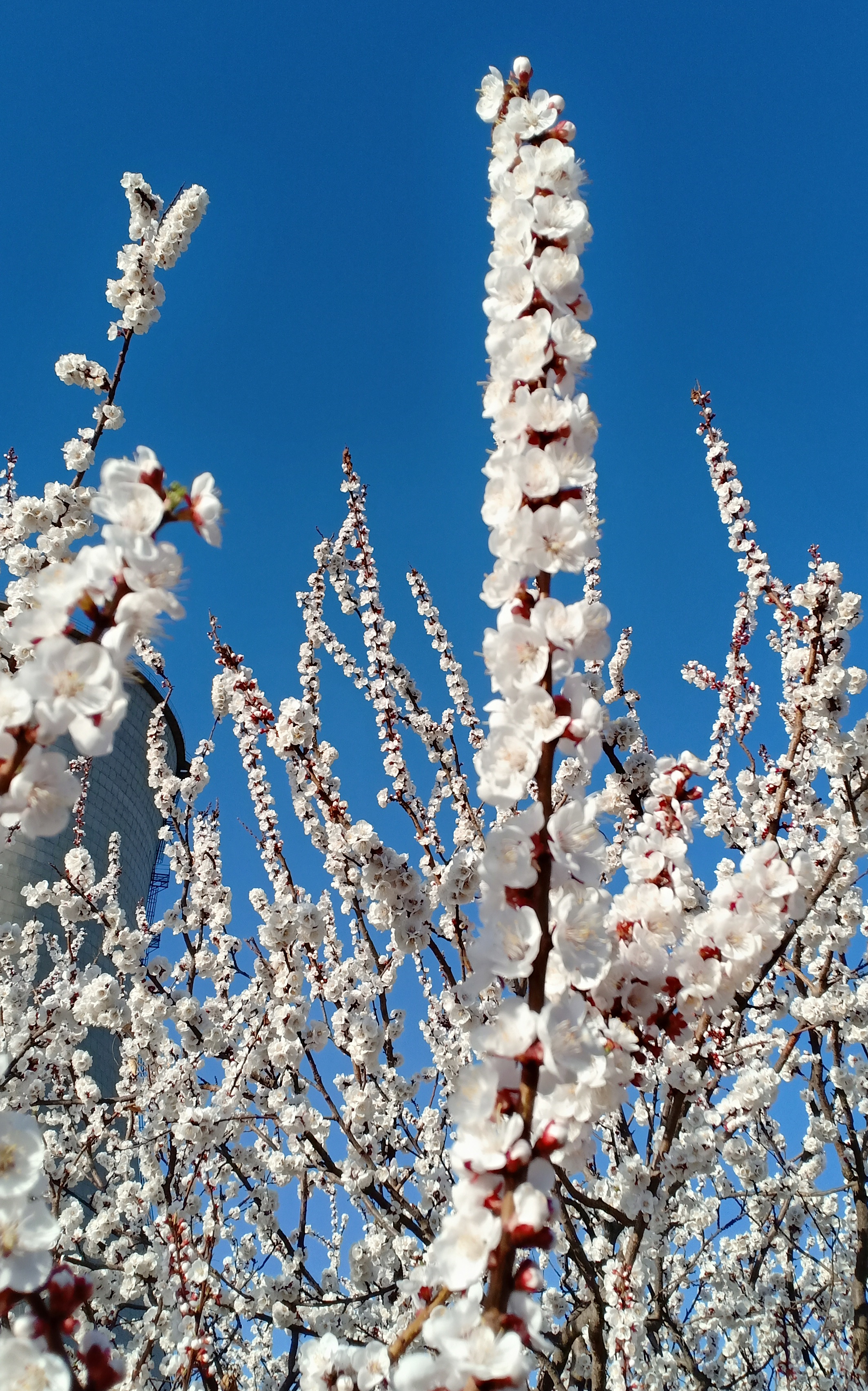 原创摄影:美丽洁白的杏花开了,在蓝天的衬托下真是美不胜收!