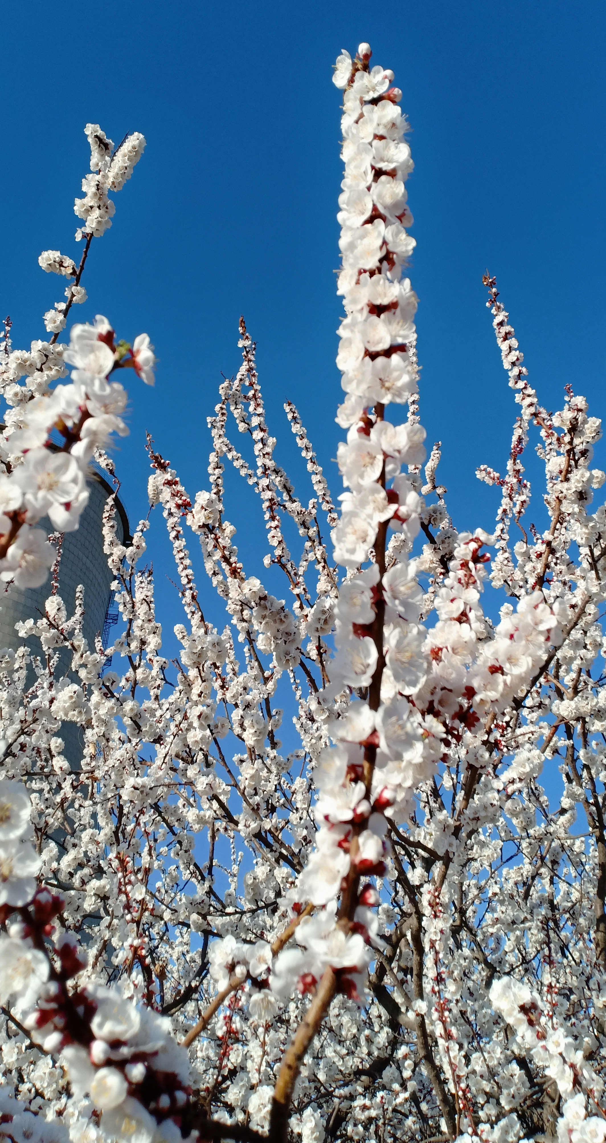 原创摄影:美丽洁白的杏花开了,在蓝天的衬托下真是美不胜收!