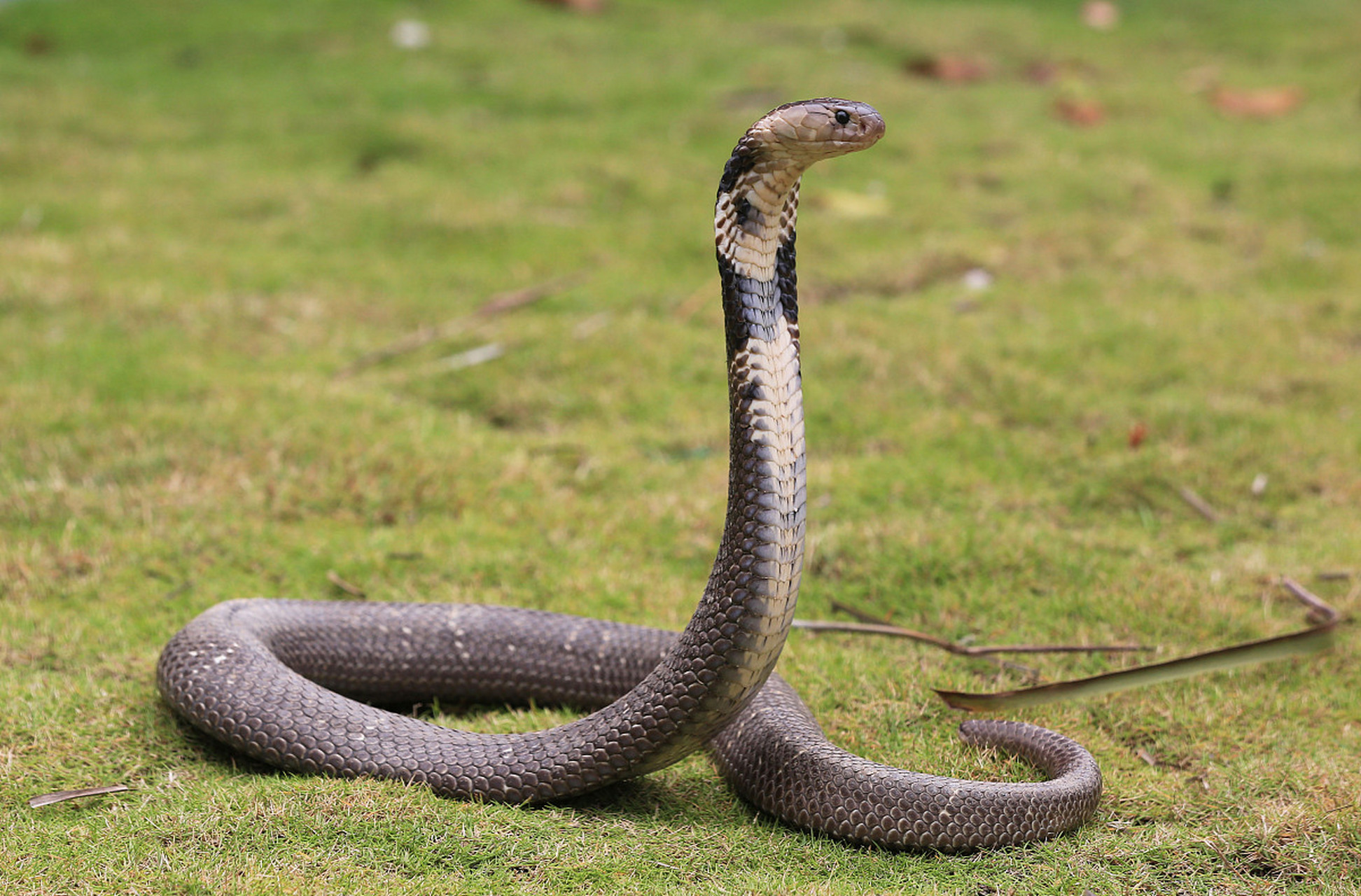 眼镜王蛇(ophiophagus hannah)又称山万蛇,过山风,大扁颈蛇,大眼镜蛇