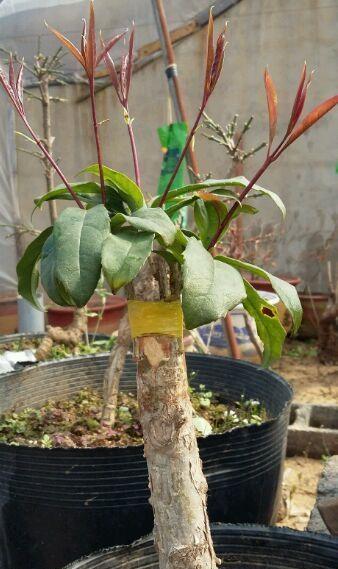 桂花嫁接在"流苏"上,及时"抹芽",开花多10倍,香气飘十里