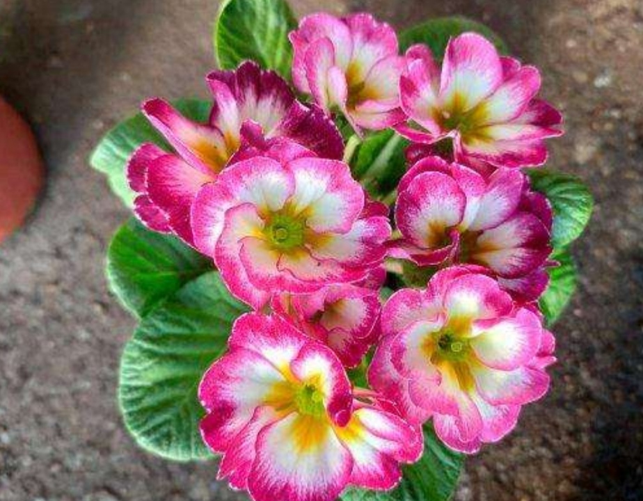 1种"报春花",叶子优美,花朵美艳,观赏性强