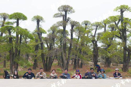 百名攝影家聚焦對節白蠟,京山孫橋鎮自然資源贏得點贊一片!