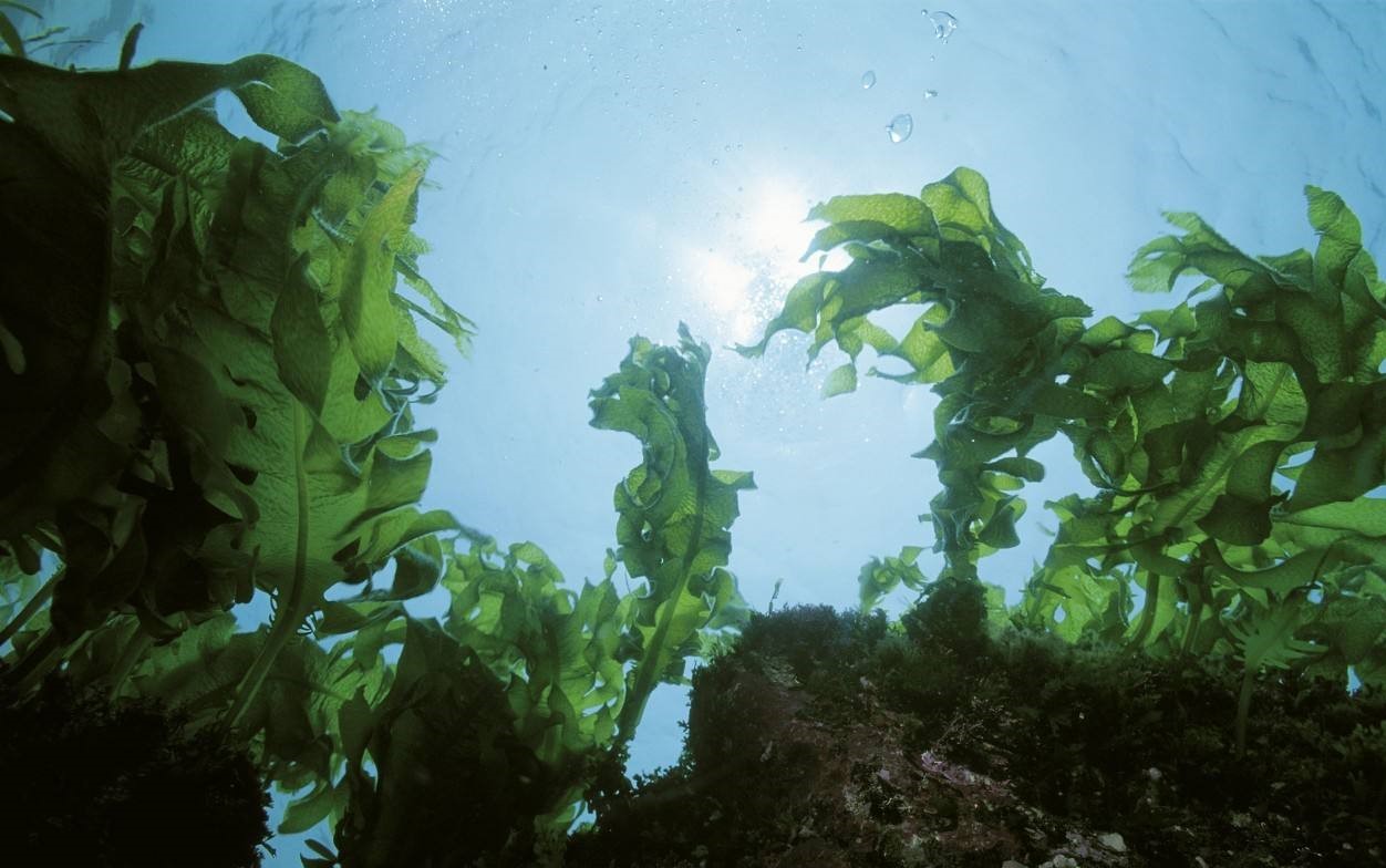 可食用海藻种类图片图片