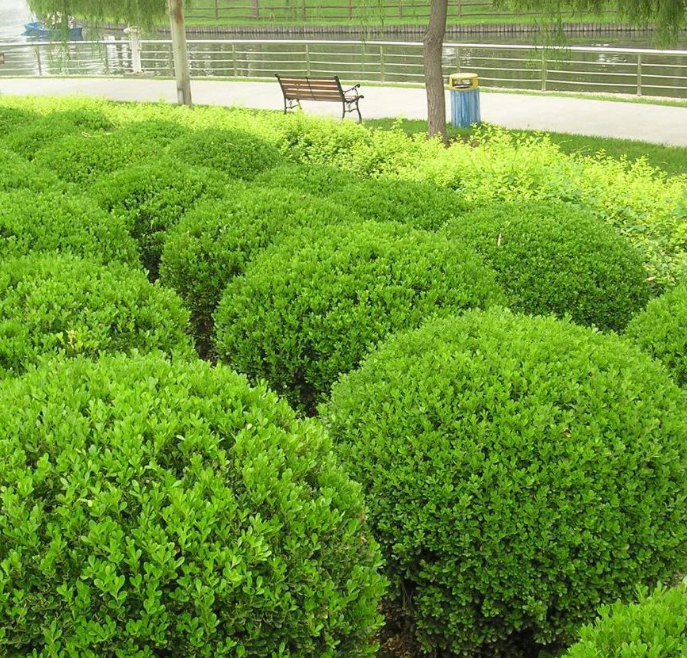 常见绿化带灌木植物图片