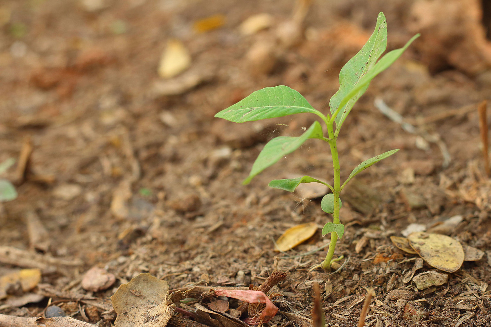 [原文:生命之迹:探索枣核发芽的.