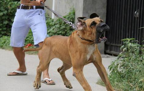 狗界中的"四疯三傻",有你家狗吗?