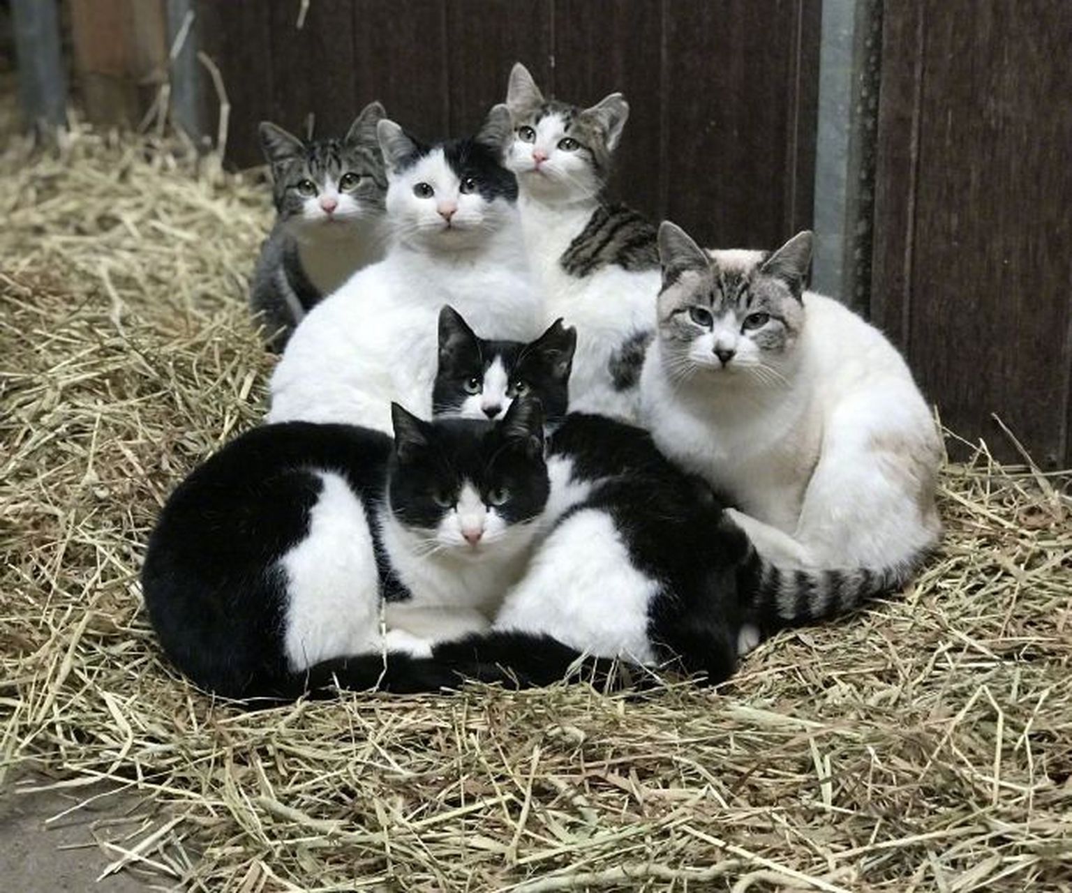 网友:哈哈哈哈哈哈哈,肌肉猫!