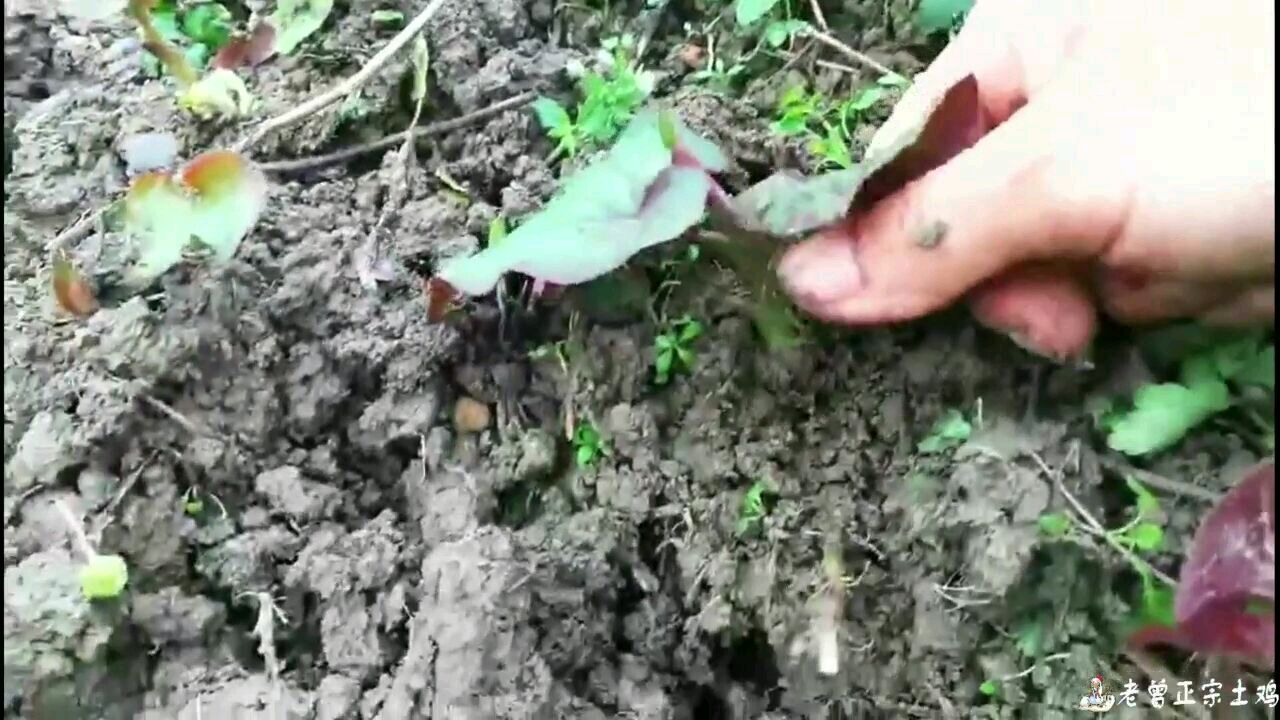 在养鸡中常用的鱼腥草自己种植与它的药物作用