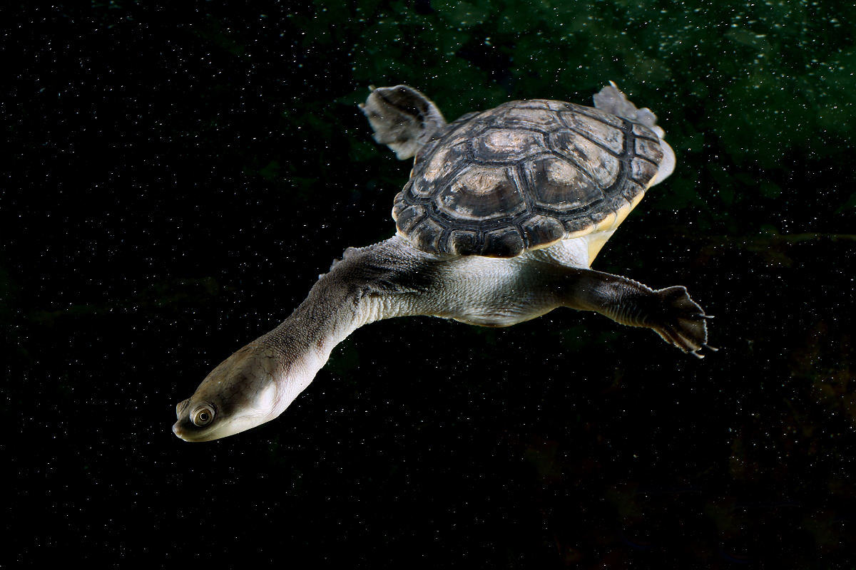 长颈龟互动性有多强?网友,就冲你甩脖子挑衅那个姿势谁受得了!