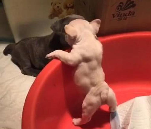 健身主人给狗狗喂增肌粉锻炼,看到它一身肌肉的那刻,简直猛到爆