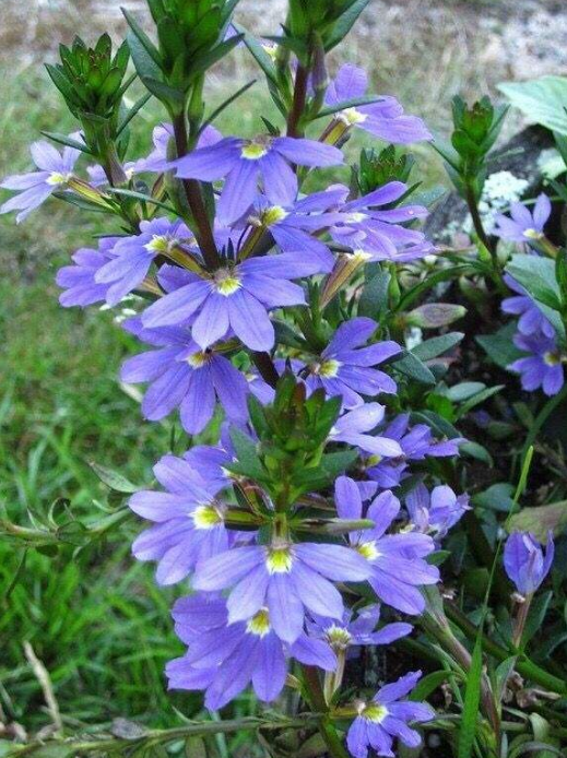 新手植樱花草,害怕养不活?老花匠教你4种方法,开花好看又大朵