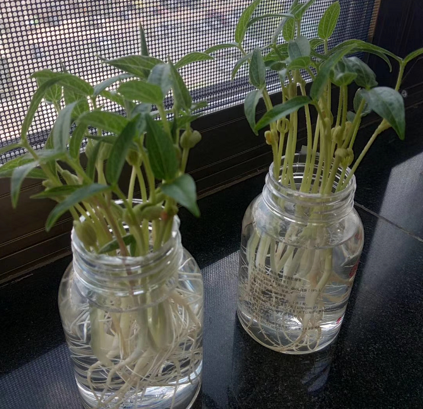 7粒"绿豆"丢水里,10天长出"小盆栽",比绿萝,发财树漂亮!