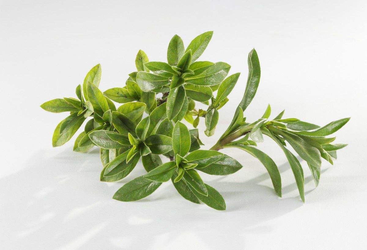 植物介绍:蜂香薄荷与矢车菊栽培管理到生长习性详细讲解