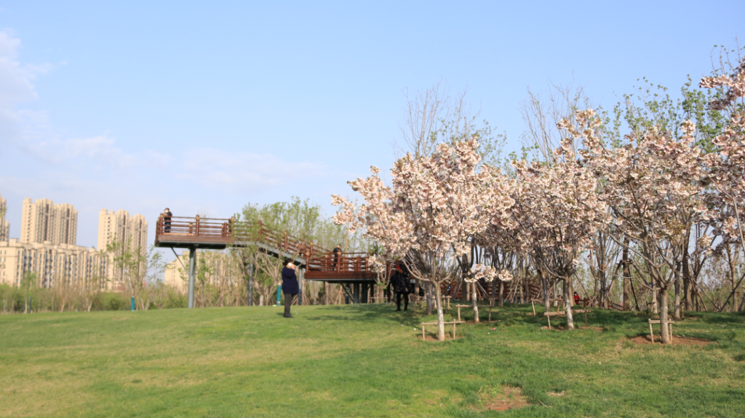 廊坊潮白河樱花公园游玩攻略来啦!