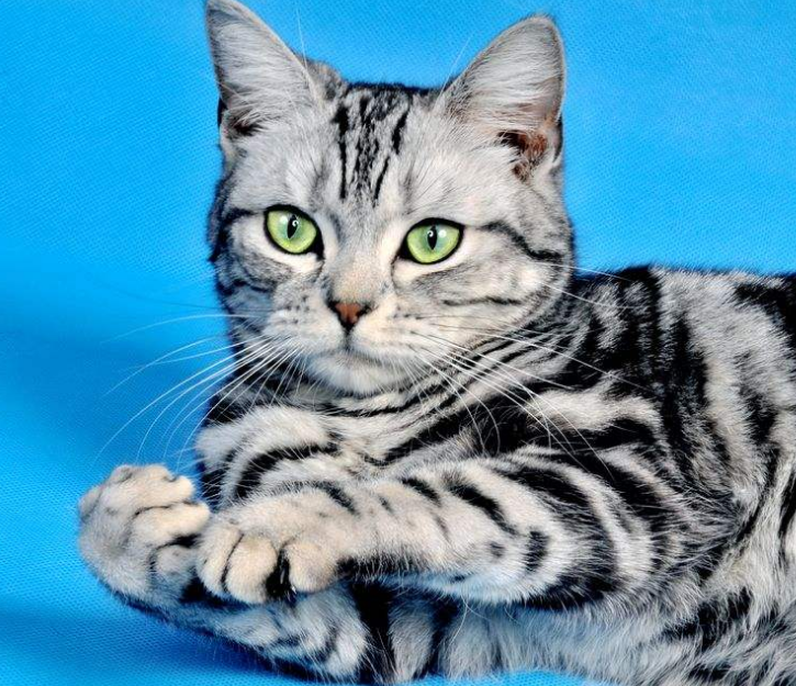 美国虎纹猫,又名美国短毛猫,可爱非凡令人喜爱