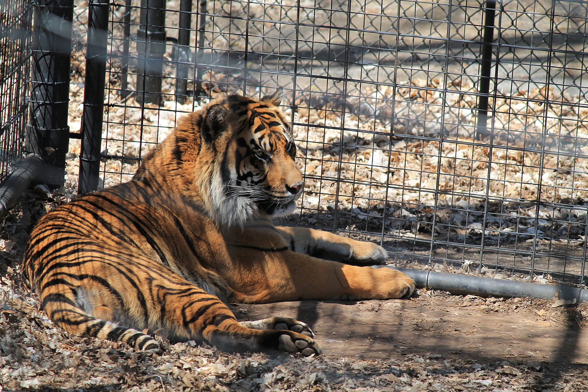 安徽阜阳野生动物园珍稀动物大量死亡事件深度调查 近日,一则关于安徽