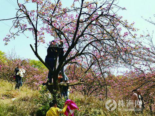 市城管局局长发朋友圈感叹 樱花树上结满了赏花人