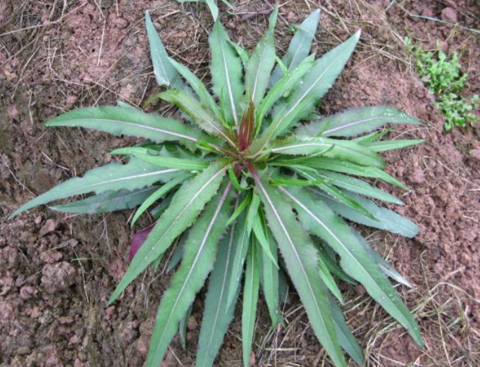 山莴苣入药以后,还具有润肺止咳的重要作用,它不单能治疗人类的肺炎和