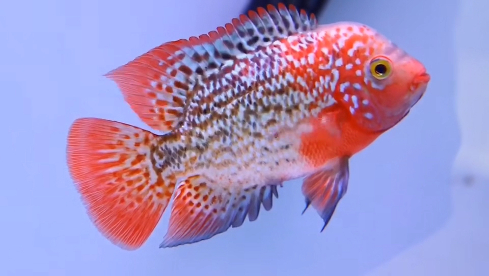 古典金花罗汉鱼好看吗?
