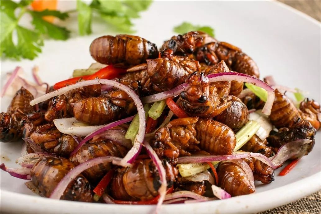 知了太多,实在抓不完!杭州绿化发号召:求帮吃!