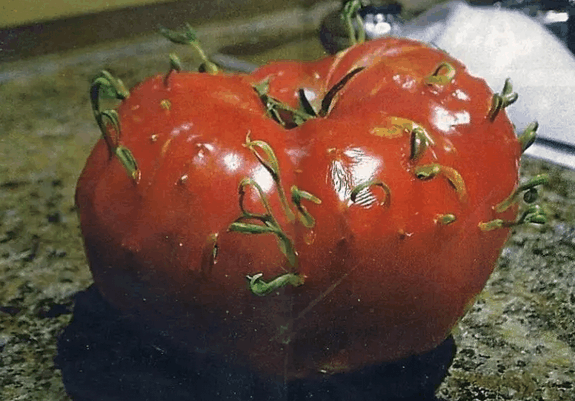 有点像鸡皮疙瘩的红色（有点像鸡皮疙瘩的红色是什么）