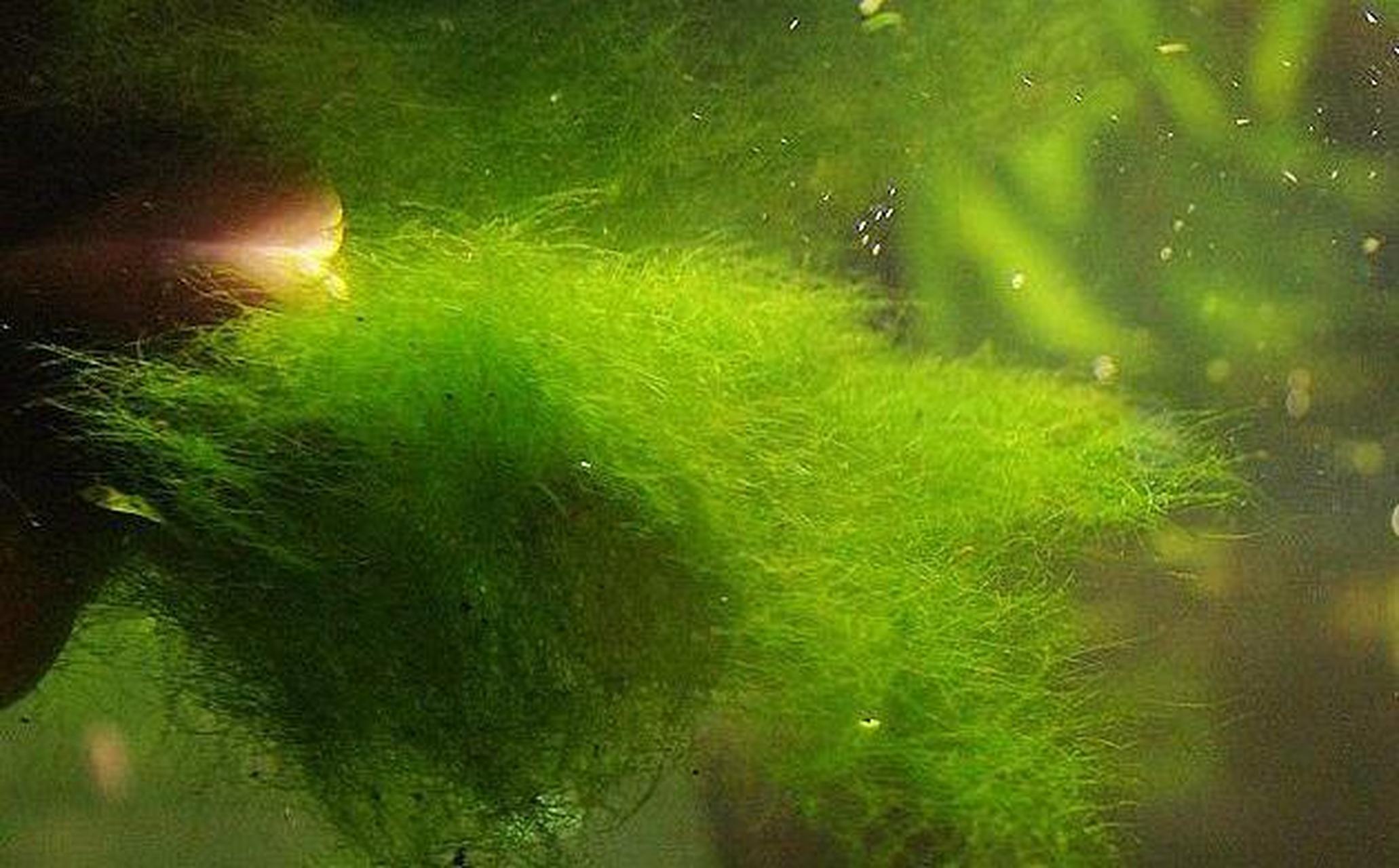 水族世界# 鱼缸长了刚毛藻怎么处理: 1.