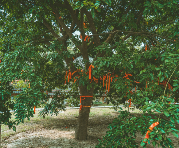 旅游:红豆生南国,江阴顾山有一座红豆村,村里有一株千年红豆树