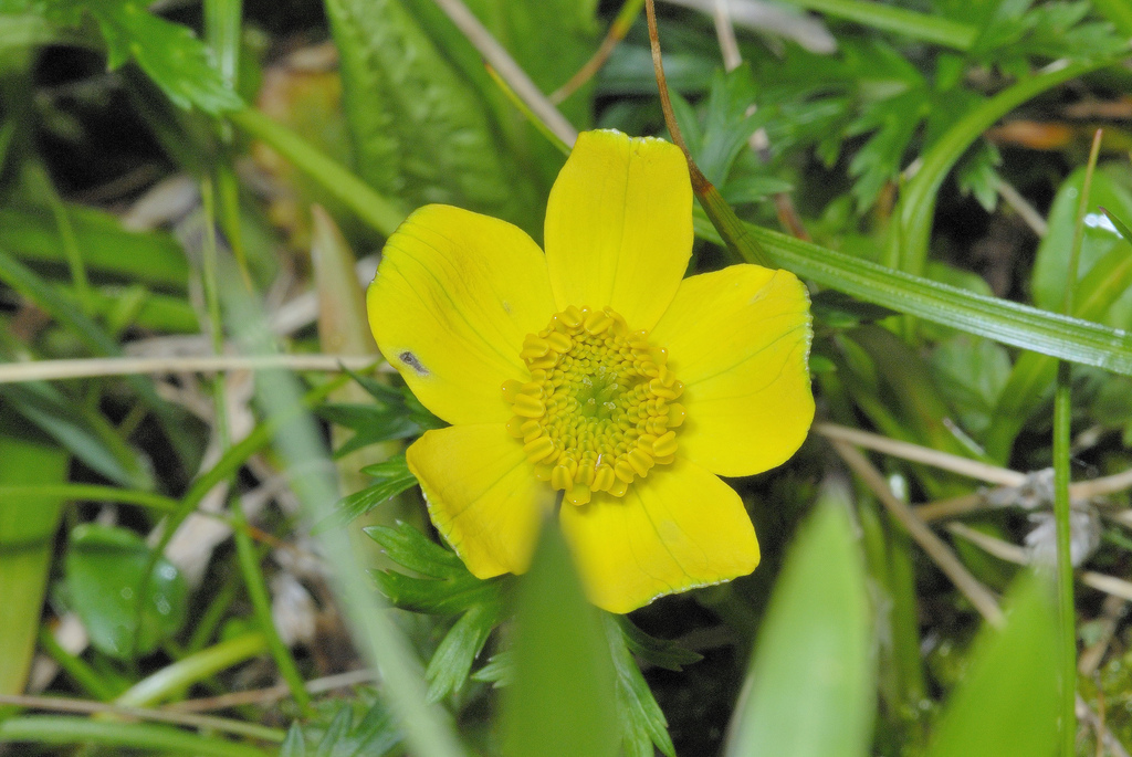科普一下,了解台湾金莲花的请举手