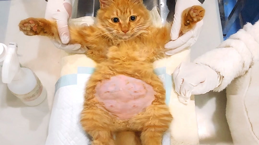 带流浪大橘做B超产检,乖得像是假猫!