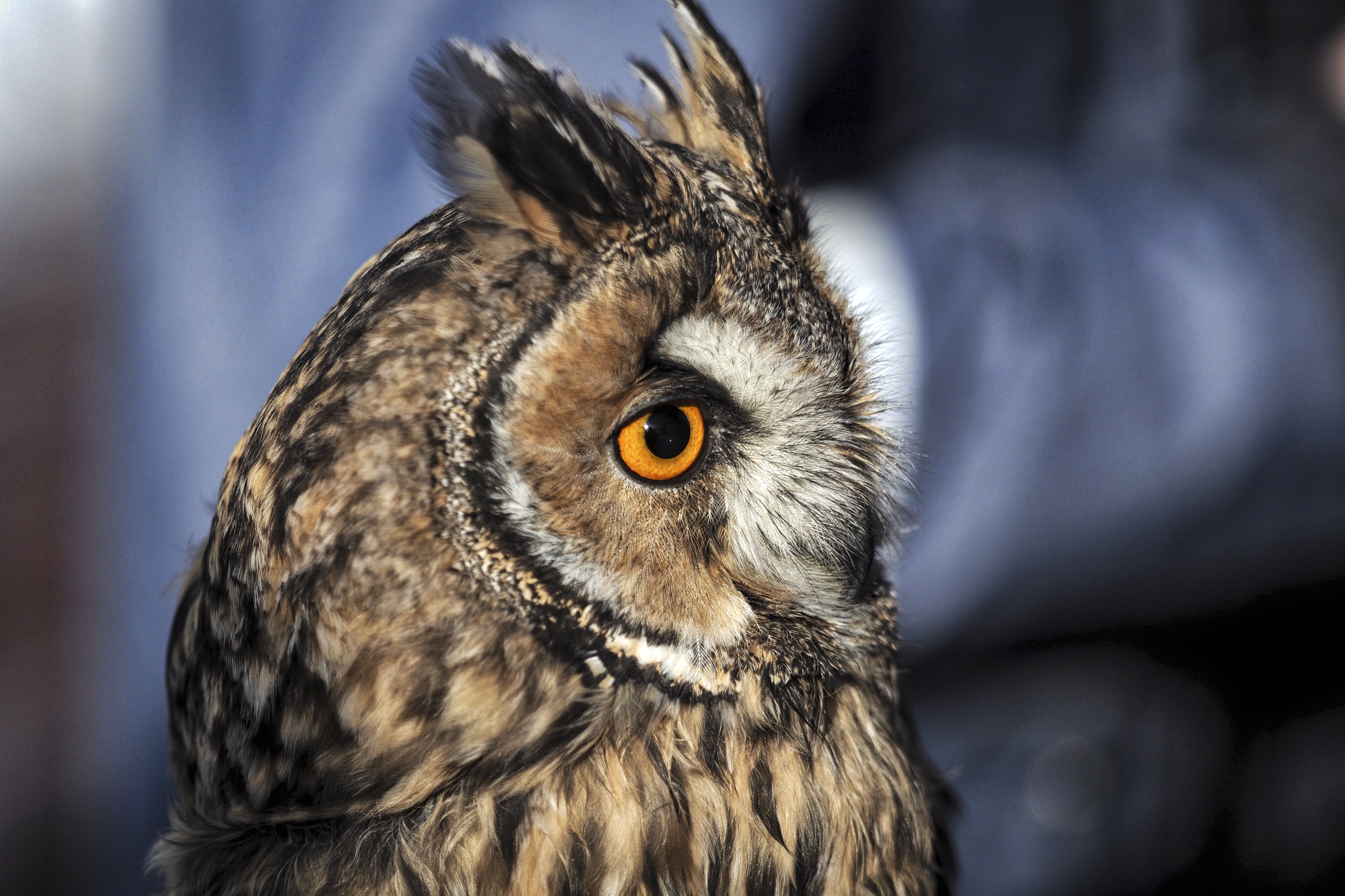 莫斯科斯科尔尼基公园上演"鹰隼飞禽秀"