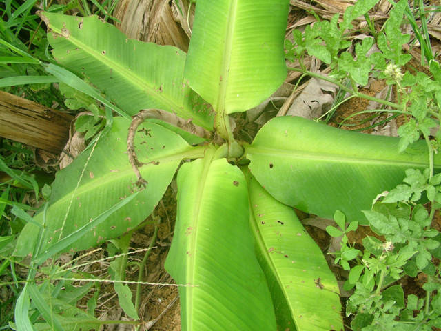 香蕉"花叶心腐病"的防治