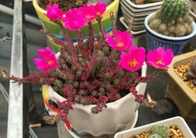 多肉紫米粒,一粒变十粒,泛滥最容易,颗颗紫宝石,开花更大气