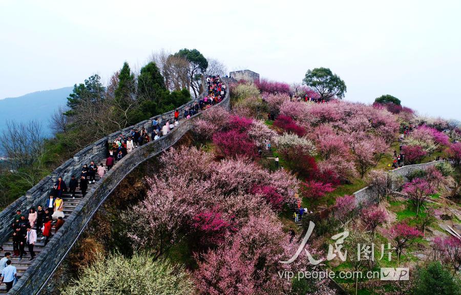 浙江临海:登长城赏梅花