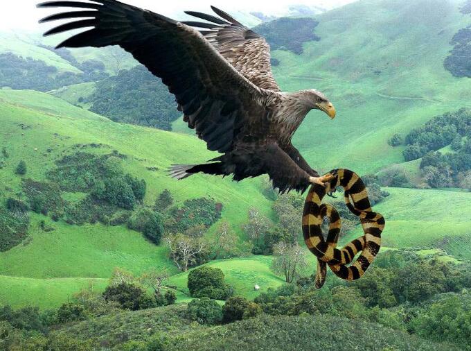 全球体型最大的鸟类,身体庞大像轻型飞机,但现在已经灭绝!
