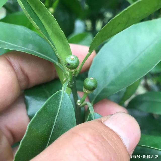 柑橘幼果变黑是什么原因呢?