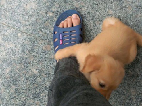 这只串串金毛估计长不大了,2个月才长这么大点儿!