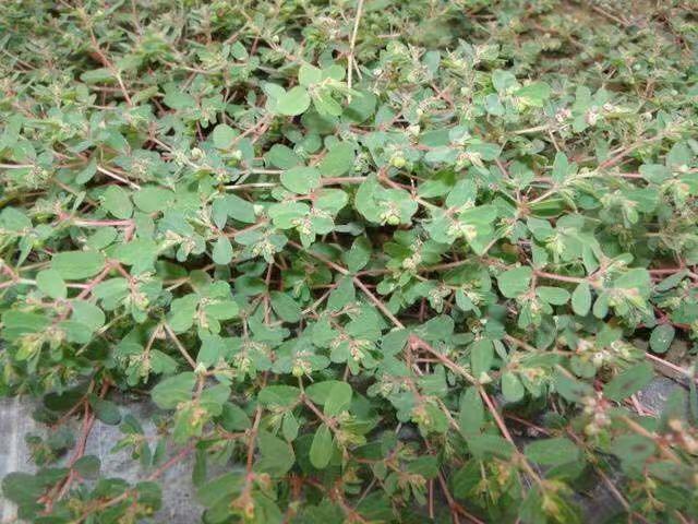 田里的野草似蜈蚣,农民见了都不除掉,好看好养价值高