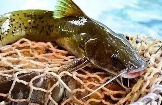 这种鱼和鲶鱼长得很相似,但是营养价值非常的高,而且肉质鲜美