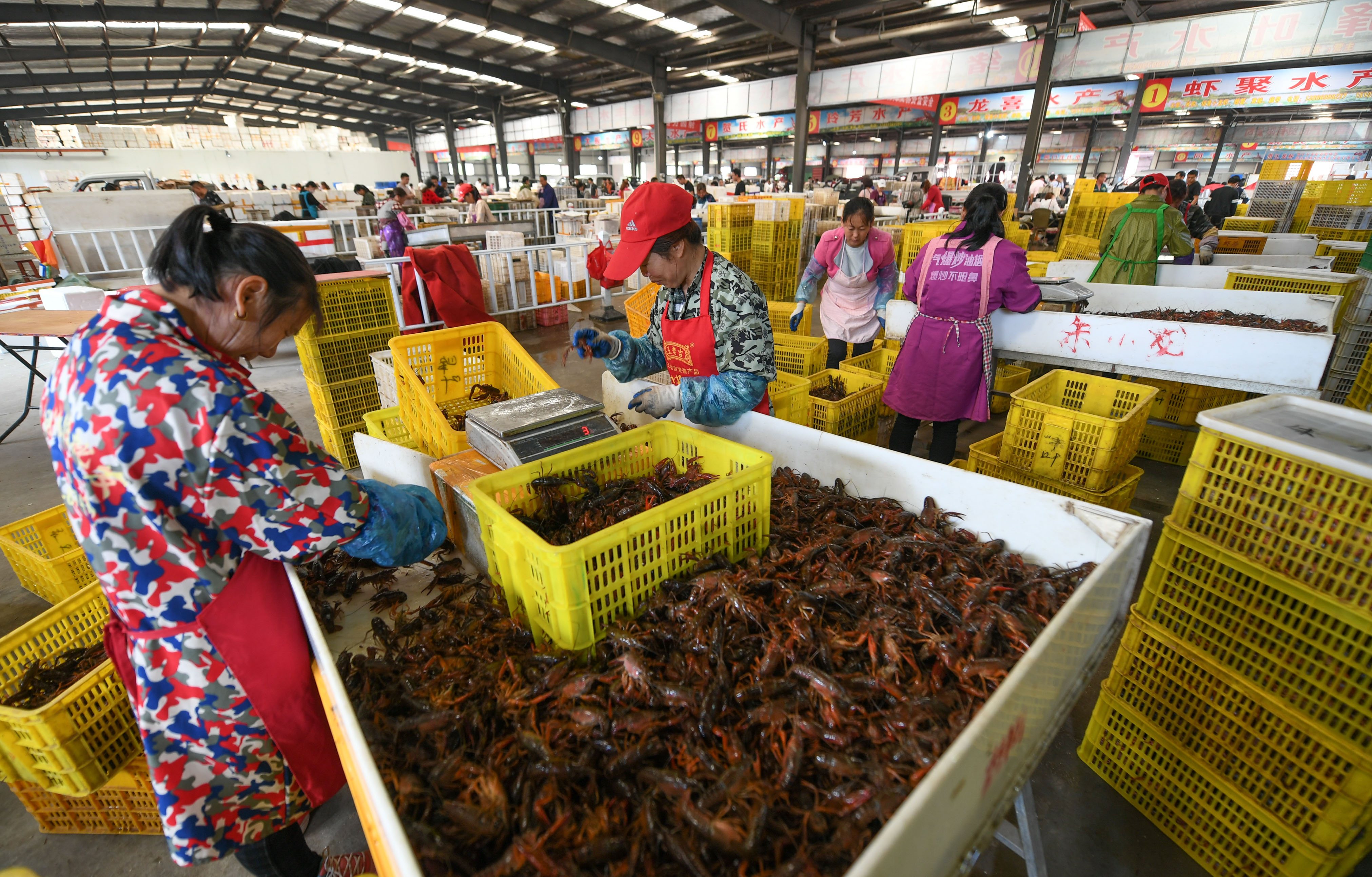 湖北潜江:小龙虾季"虾嫂"忙(1)