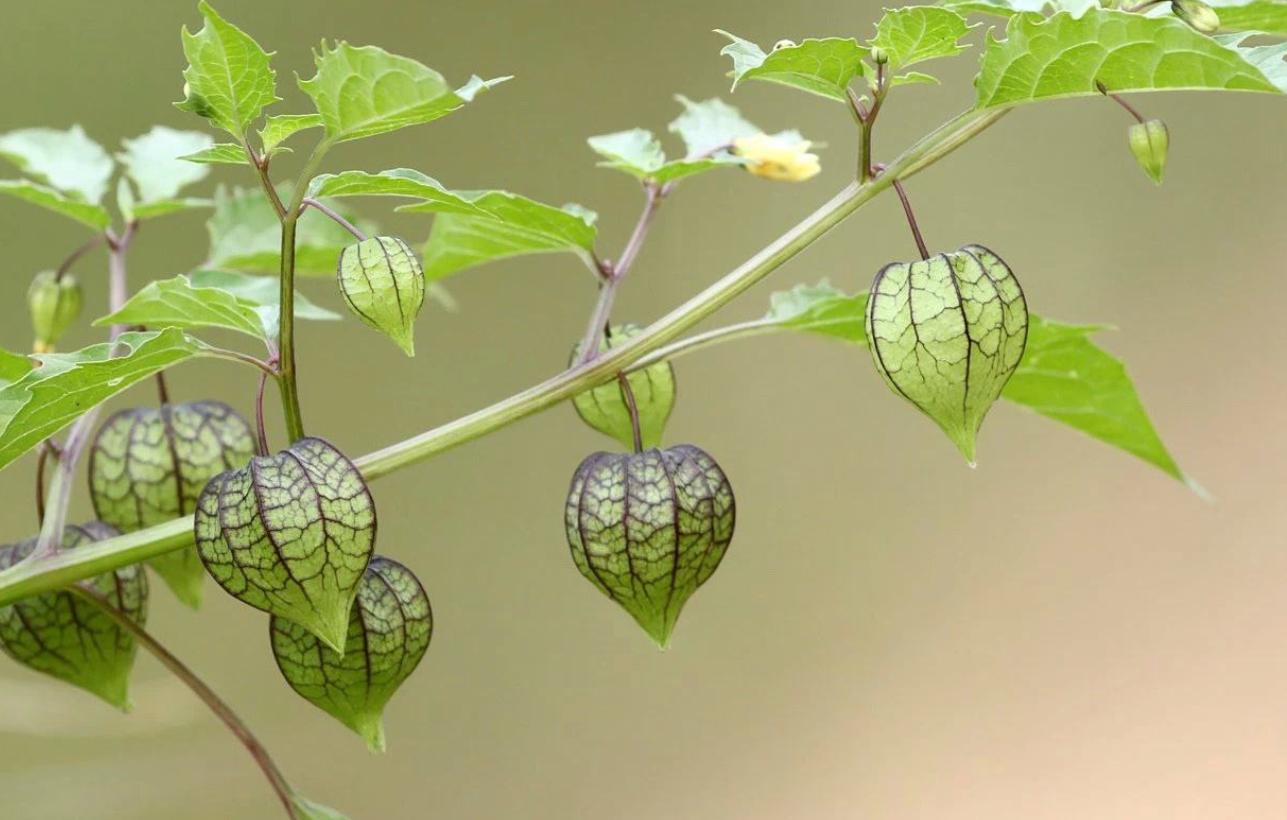 酸漿果種植前景大好,瞭解以下幾點你也能收穫好品質