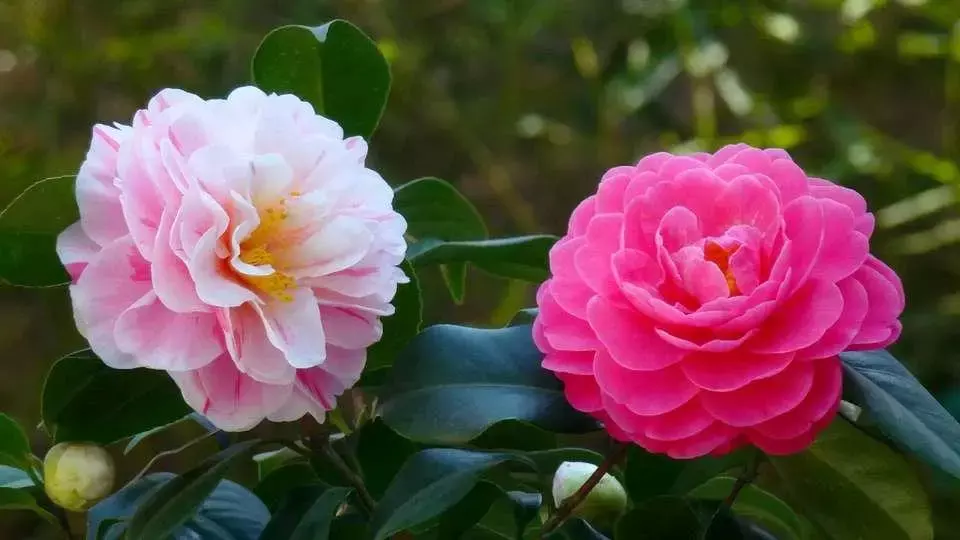 大年三十儿,送你30朵吉祥花,祝你全家喜气洋洋乐开花!