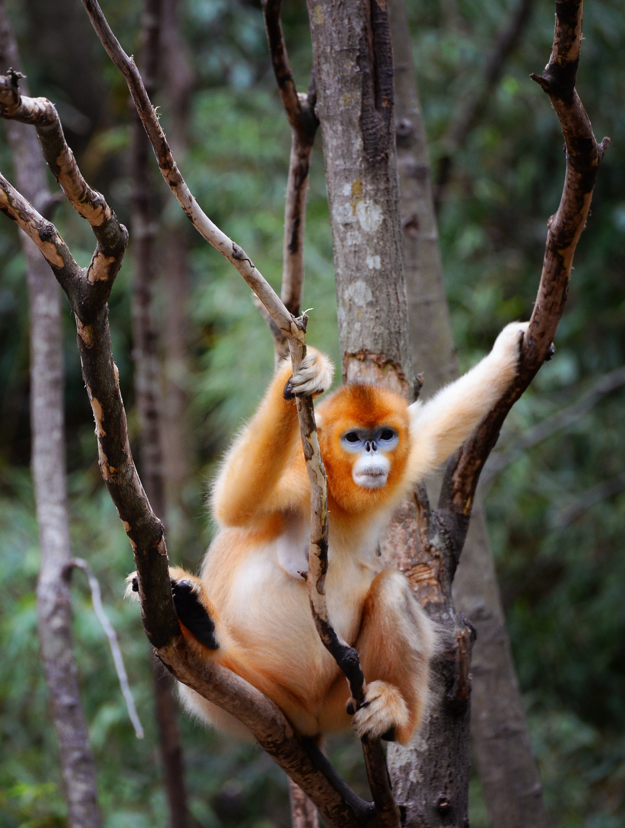 密林中的精灵——秦岭金丝猴