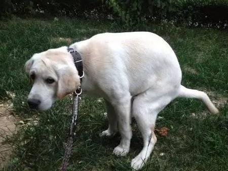 自己爱犬的排泄行为和标记行为,作为铲屎官的你都了解么