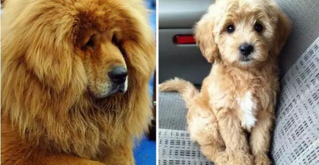 为了培育出新品种赚钱,黑心狗贩让泰迪和藏獒生高价宝宝!